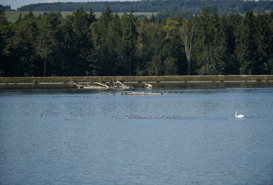 Ein Treffpunkt für viele verschiedene Wasservogelarten