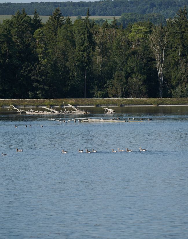 Ein Treffpunkt für viele verschiedene Wasservogelarten
